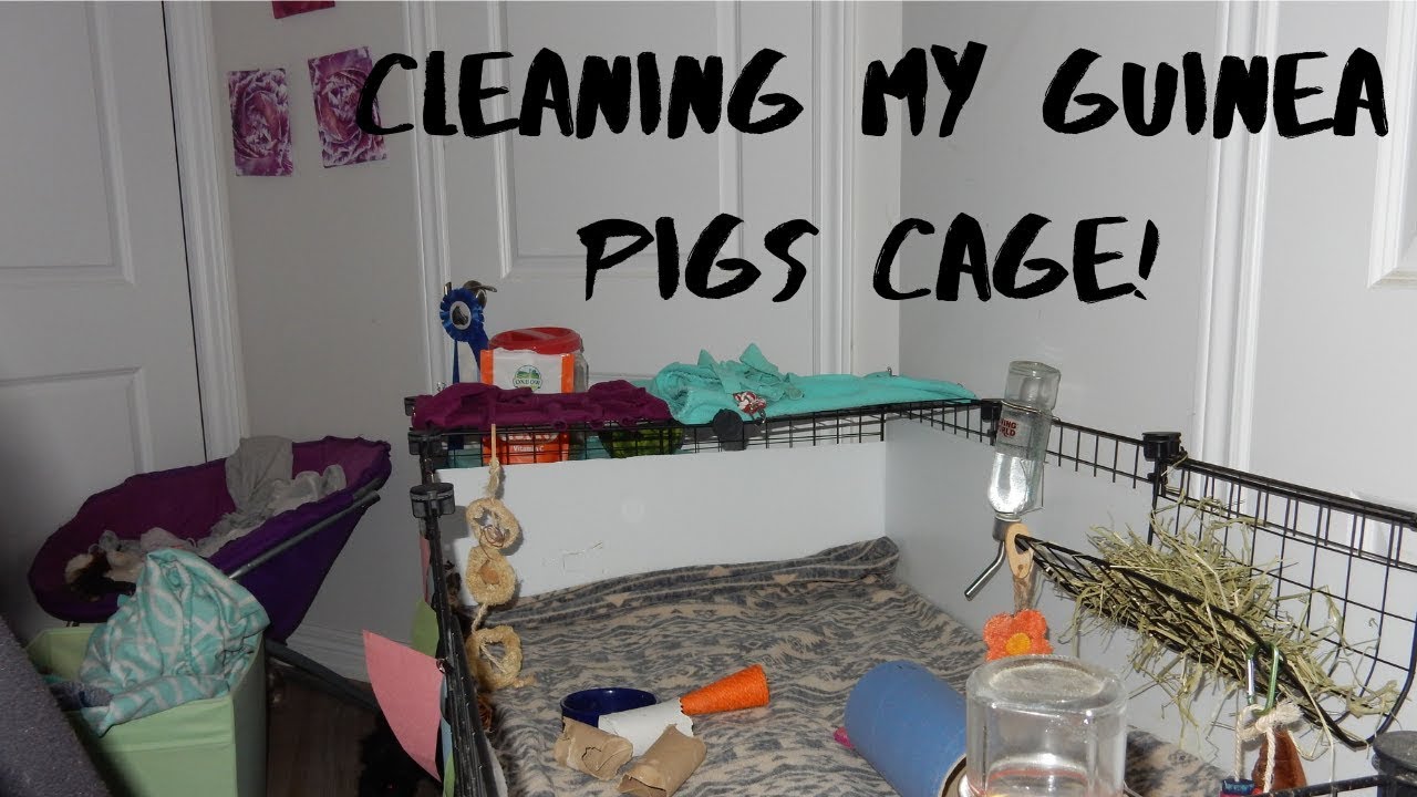 Cleaning My Guinea Pigs Cage! YouTube