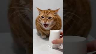Magic Moments #magic #redcat #shortvideo