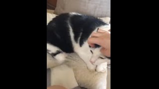 Cat Starts Twitching When Mom Hits The Right Scratching Spot