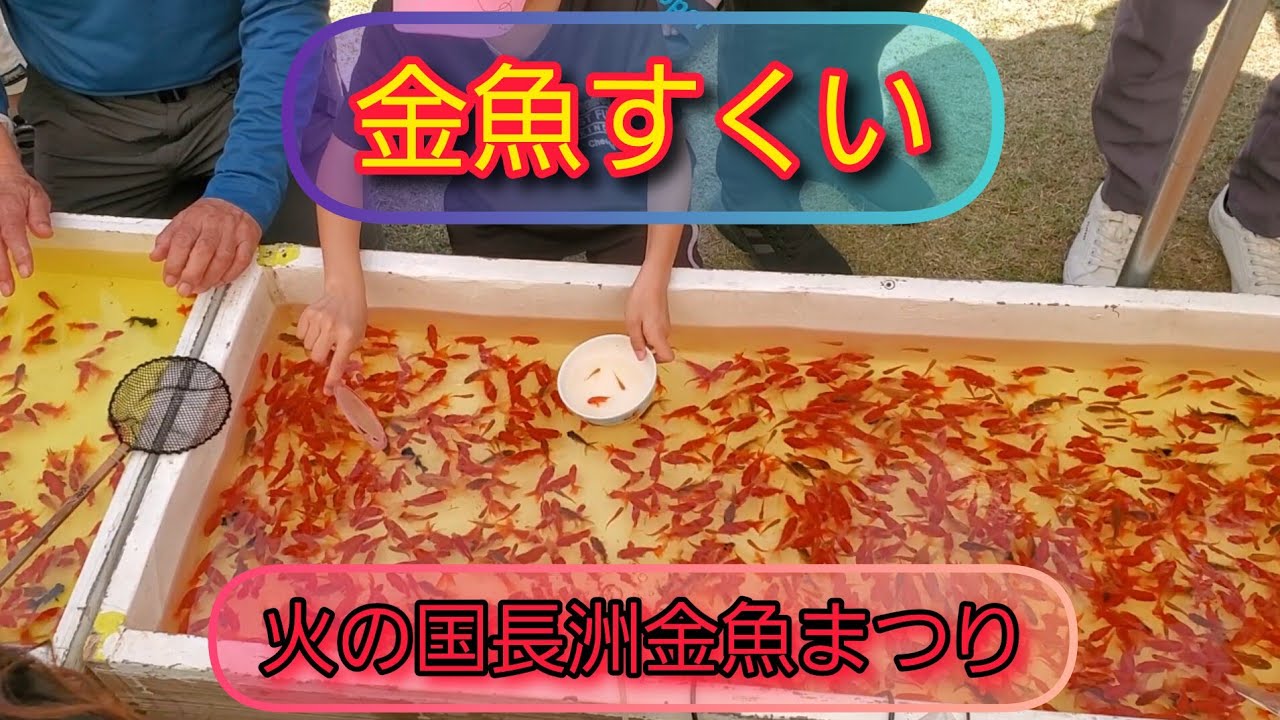 【金魚すくい】 火の国長洲金魚まつりに行ってきた　#金魚すくい #メダカすくい