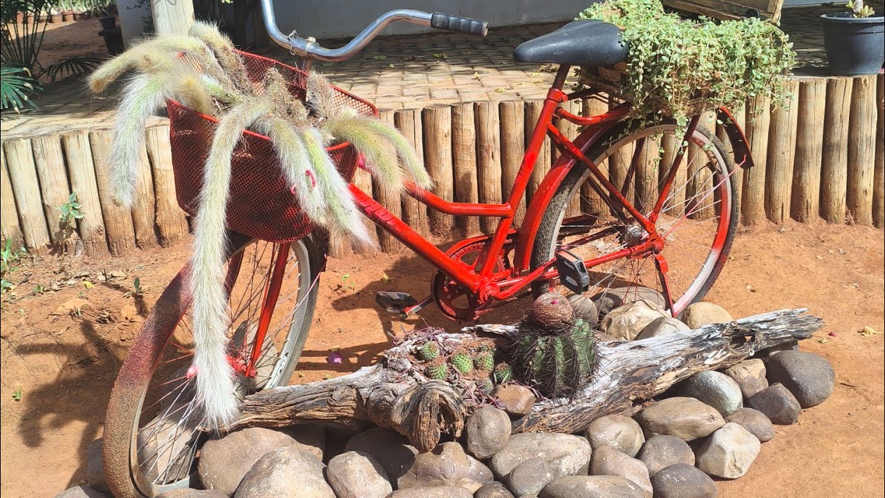 Montando um arranjo de suculentas na bicicleta  + tirando os mato do pineus . 
