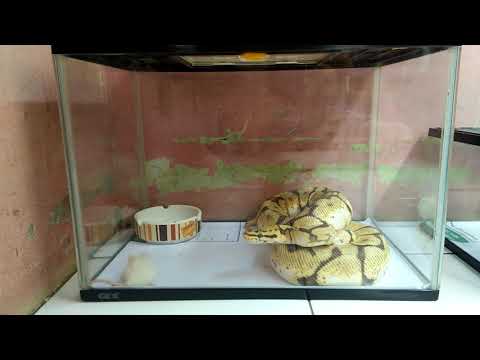Ular ball python bumble bee strike