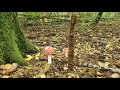 Странный штык коп с камрадом в немецком лесу . XP ORX  GARRETT.