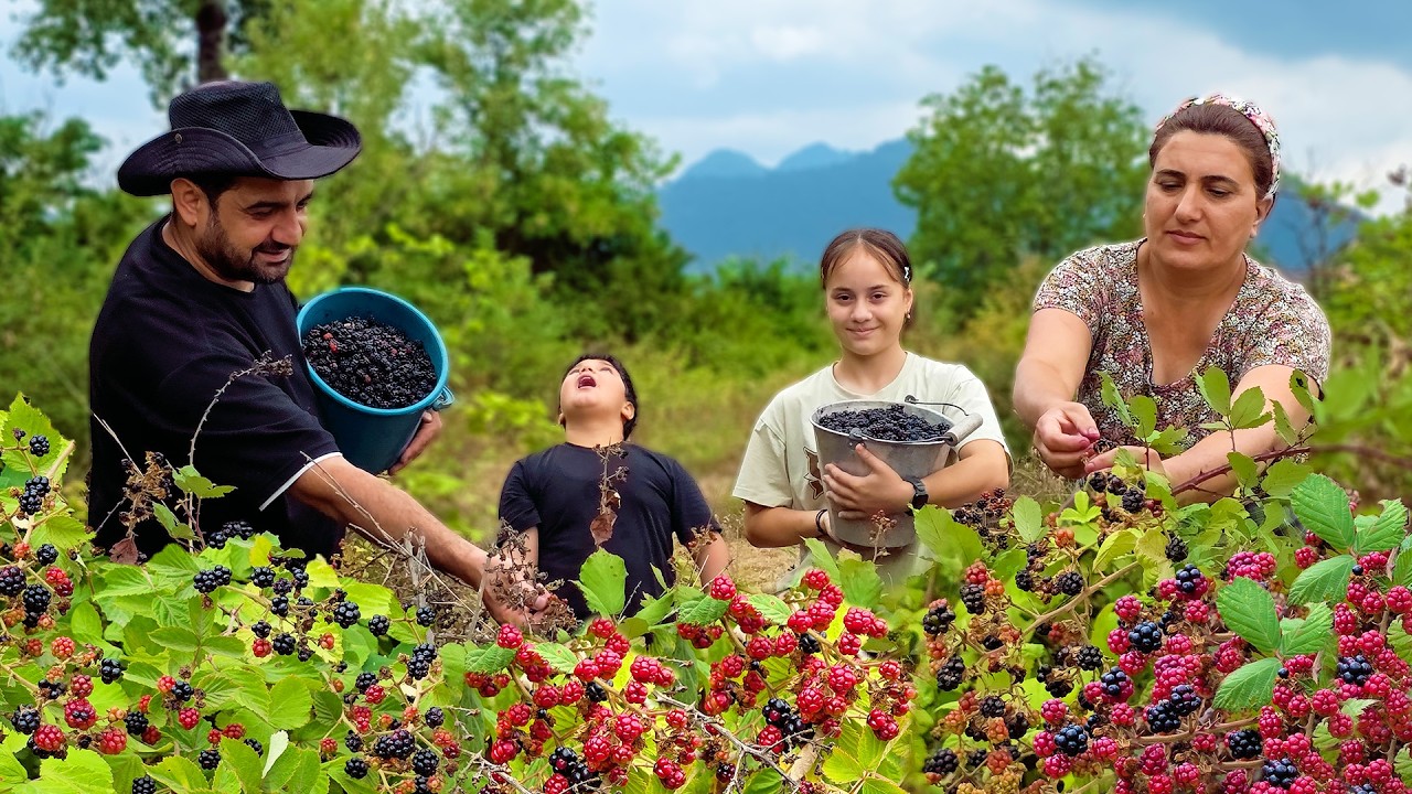Harvesting Fresh Blackberries – Village Life and Family Cooking