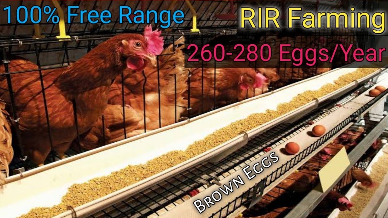 RIR Farming, Tezpur, Assam, India