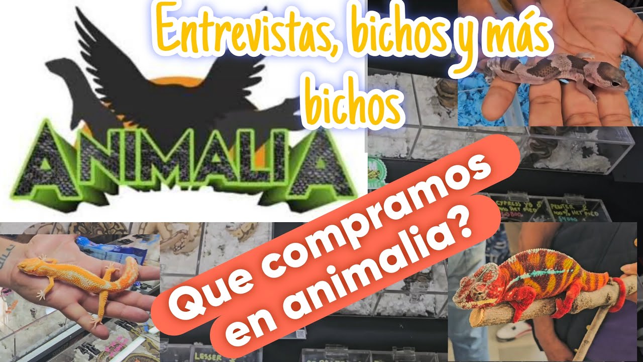 Todo lo que se vivio en animalia 2024