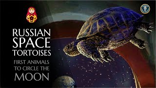 Russian Space tortoises | First Animals to circle the Moon | Zond 5 by Popular Russia 3,786 views 2 years ago 2 minutes, 43 seconds