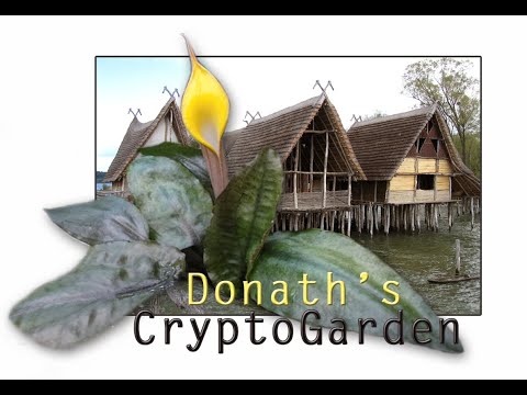 Cryptocoryne x purpurea Rideley - DonathsCryptoGarden Nr.64
