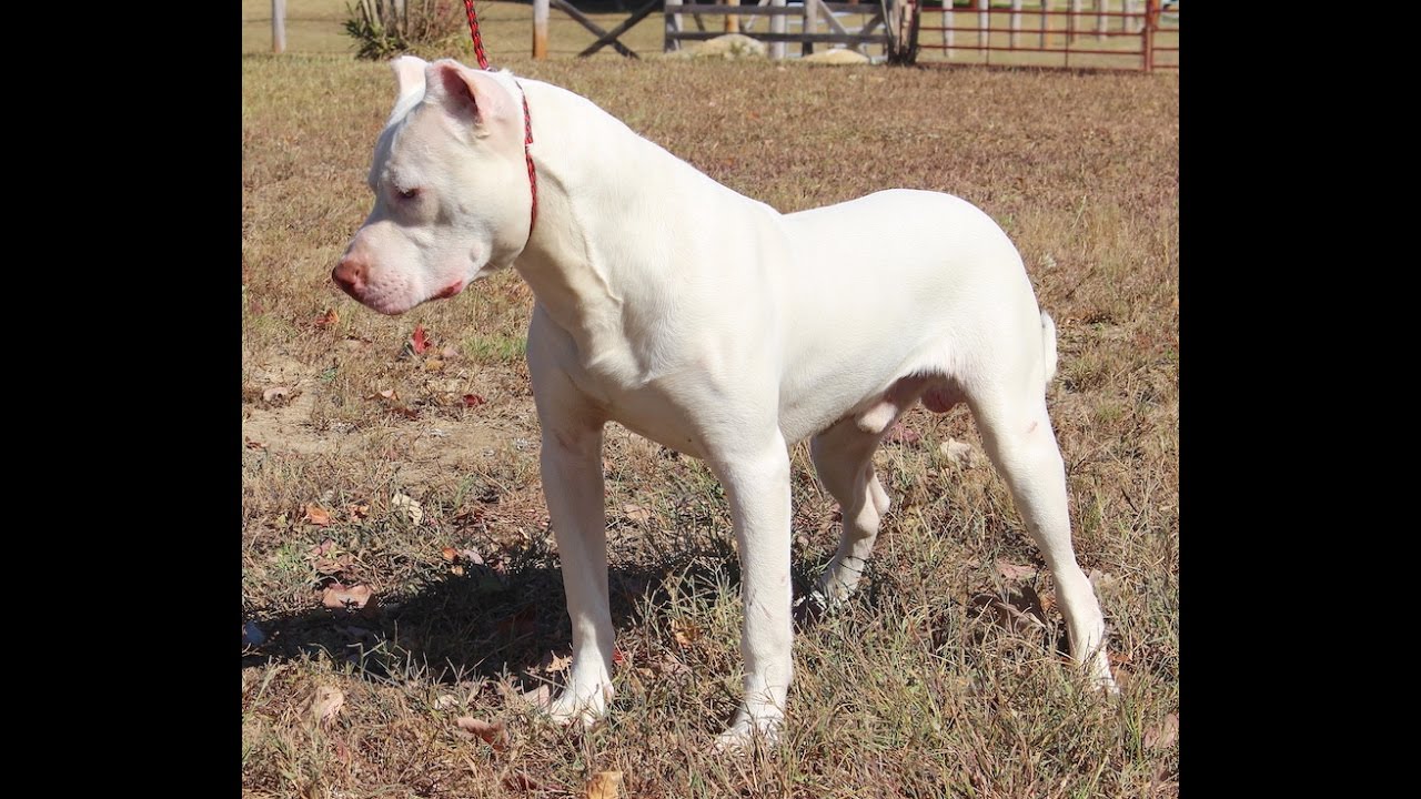 albino rednose