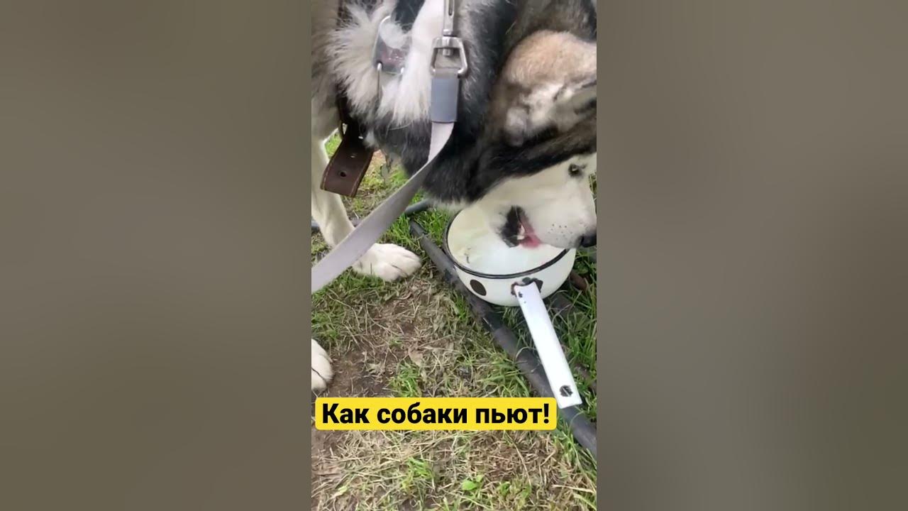Собака пить после операции