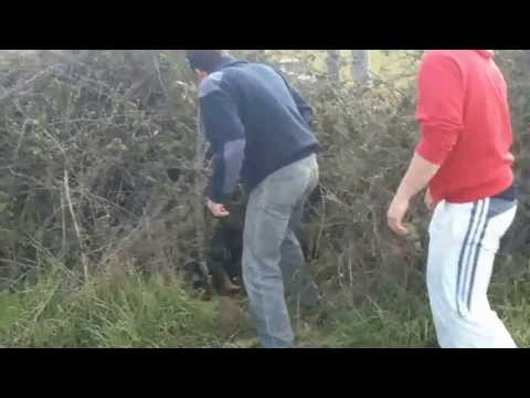 Cazando jabali con JAGD TERRIER