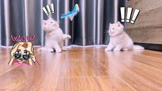 Camila & Samper  Kitten playing with a toy that moves from a cat fishing rod