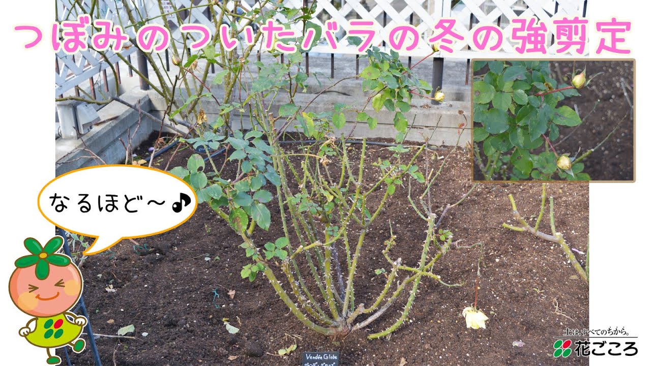 無料ダウンロードバラ 育て方 鉢植え 冬 すべての美しい花の画像