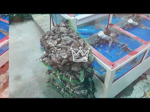 싱싱수산