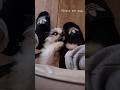 #shihtzu #dog #love #pets #fyp #shorts