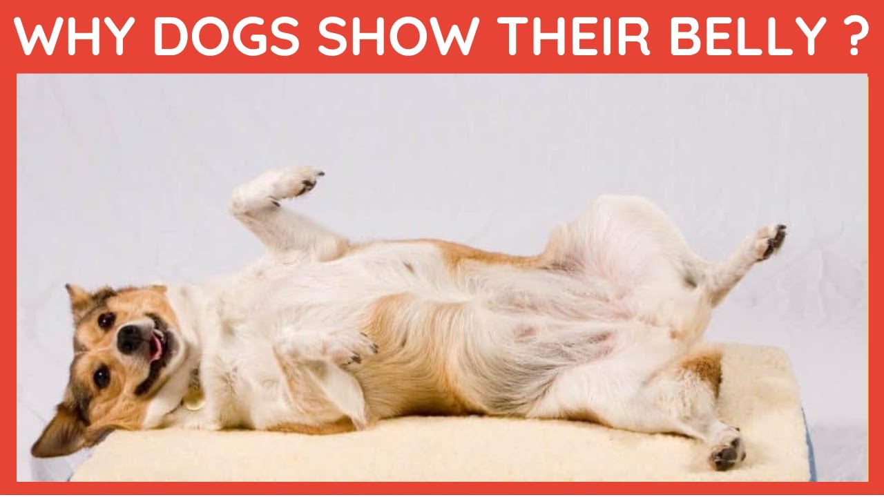 Ten reasons why dogs expose their bellies reason facts dogs YouTube