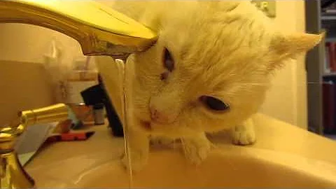 Sir Trixie Delaquesce J Simba Quackenbush Houdini ...