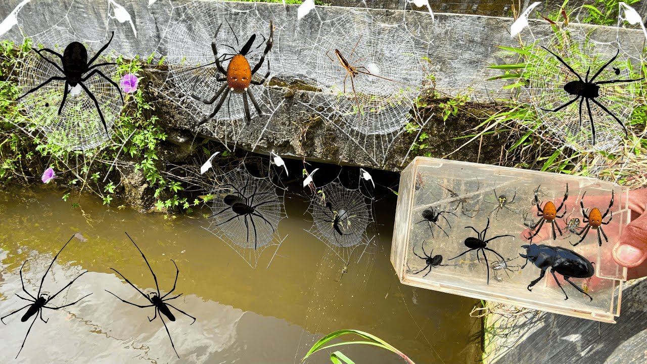 Hunting Top Spider in the garden - YouTube