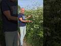 Peak Cow Parsley (anthriscus sylvestris) #herbs #adventure #foraging #hedges #woodland #nativeplants