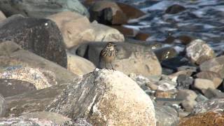 American Pipit on shore