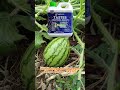 Obat Hama TASTES Dan Pupuk Khusus SEMANGKA Terbaik #pupuktopfarm #semangka #topfarm #shortvideo