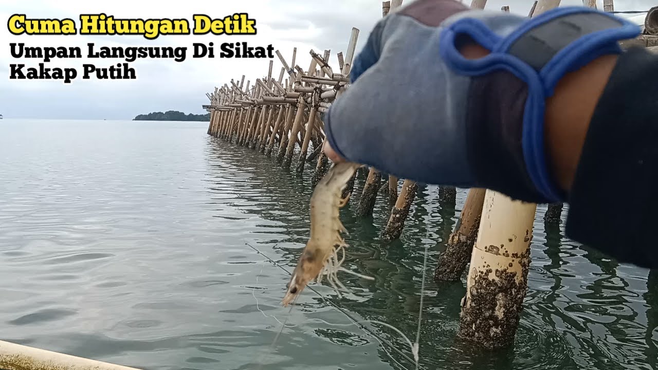 Ikan penunggu rumpon bambu!! Mancing kakap putih umpan udang hidup