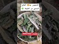 Daghmous 🌿 A natural solution for polycystic ovary syndrome (PCOS) without medication ❌️ #explore...