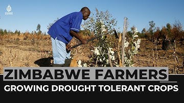 Zimbabwe: Farmers encouraged to plant drought tolerant crops