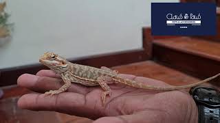 Silkback bearded dragon  Available Ph:7012531808