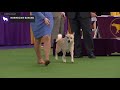 Norwegian Buhunds | Breed Judging 2020 の動画、YouTube動画。
