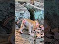 Daily wildlife monkey rainbow leo lucie libby jovi