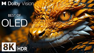 THE BEST HIGH DYNAMIC RANGE 8K HDR | Animal Beauty with Cinematic Sound (Animal Colorful Life)