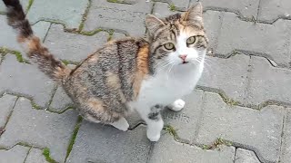 Street Cats Went Crazy When They Saw Chicken Meat!🥰