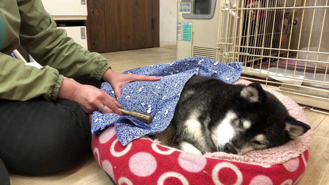 犬のお灸 経絡ローラーの使い方 Youtube