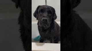 I couldn’t believe what was left in my tub at the end  #dog #labrador #petcare #doggie #shorts