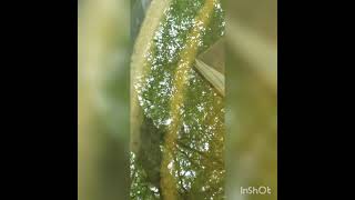 Koi pond String Algae remedy, no work or extra equipment required
