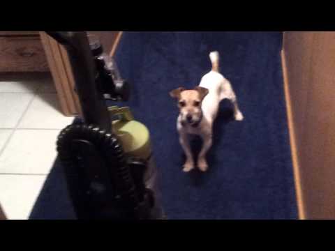 Odie hates the vacuum