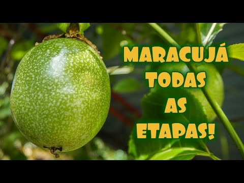 Vídeo: Aprenda a cultivar plantas de casa de maracujá