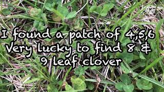 I FOUND A BUNCH OF 4,5,6 And Lucky to find 8 and 9 leaf clovers🍀#clovers
