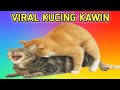 VIRAL || KUCING KAWIN - KUCING JANTAN TANPA BASA-BASI LANGSUNG NGEGAS !!