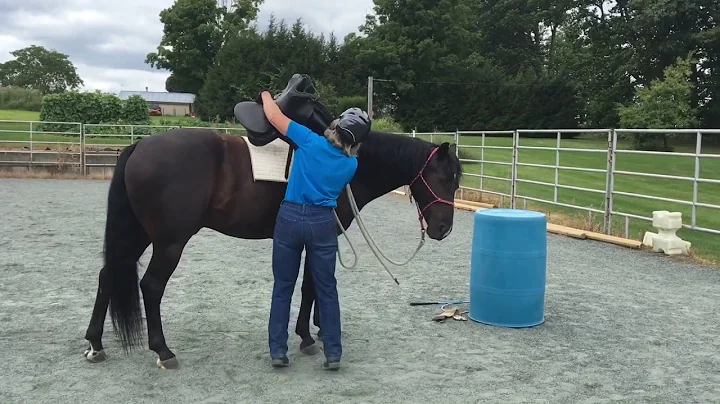 Carolyn Townsend and Cal - Stage 1 Tasks