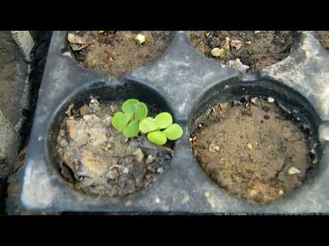 Vídeo: Planta Esperanza - Cultivando Perenes Esperanza