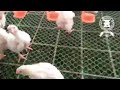 Crianza tecnificada de pollos de engorde sobre jaulas