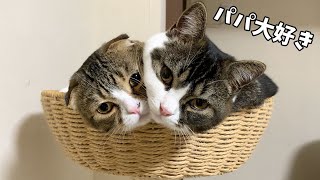 大きくなってもパパが大好きな息子猫