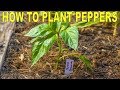 How To Plant Peppers | Complete Guide to Transplanting and Fertilizing