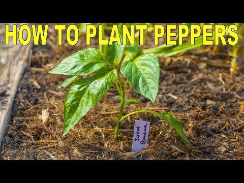 Video: Planting Pepper Seedlings In Open Ground