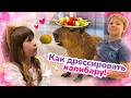 Шоколадное фондю вместо разбитой пасты! Карл учит капибару трюкам, а Бьянка готовит сладости 😋🍓