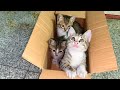 Playful little kittens are incredibly cute, you won&#39;t know how time flies