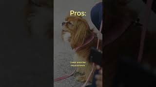 Meet Cavalier King Charles Spaniel! Things You Need To Know Before Buying  PROS & CONS #shorts #dog