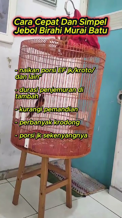 cara cepat dan simpel jebol birahi murai batu #muraibatu